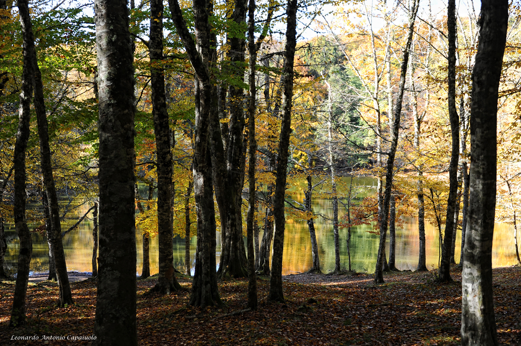 Laghetto Foresta Umbra