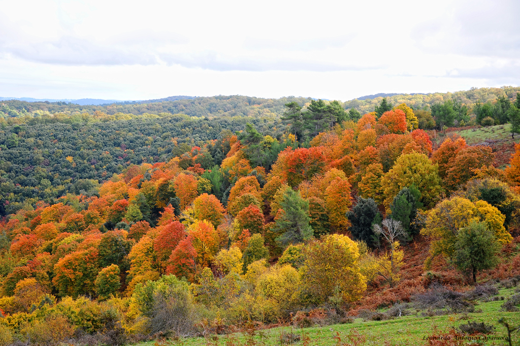 Foresta Umbra