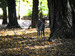 Foresta Umbra