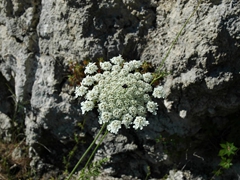 Fiori di Monte Saraceno