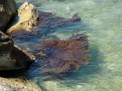 Mare di Mattinata