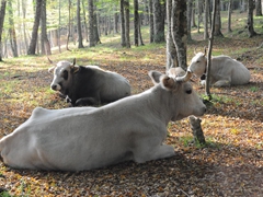 mucche podoliche