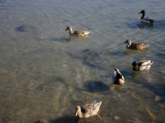 Lago Varano