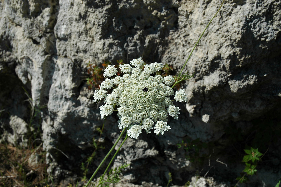 Monte Saraceno
