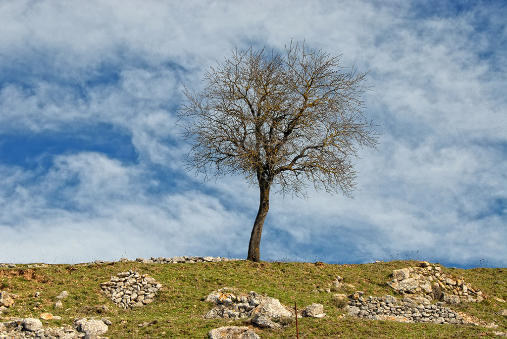 Albero secolare