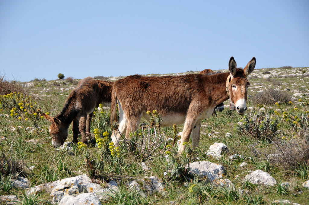 Territorio di Pulsano asinelli al pascolo