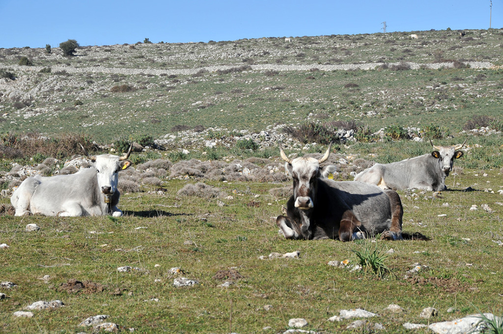 Territorio di Pulsano mucche al pascolo