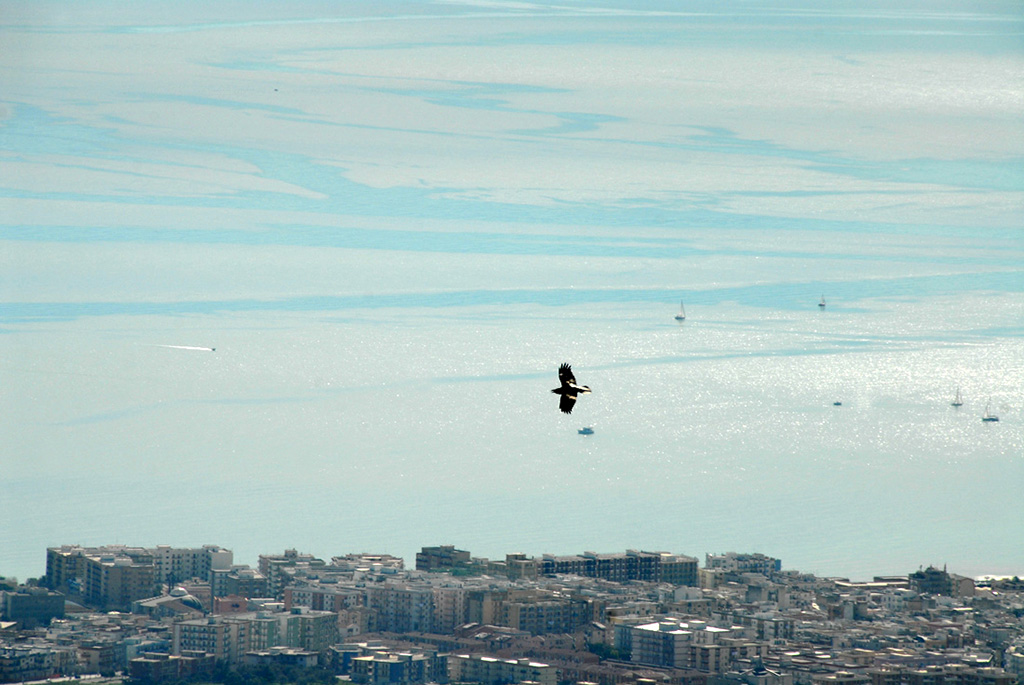 Falco in volo
