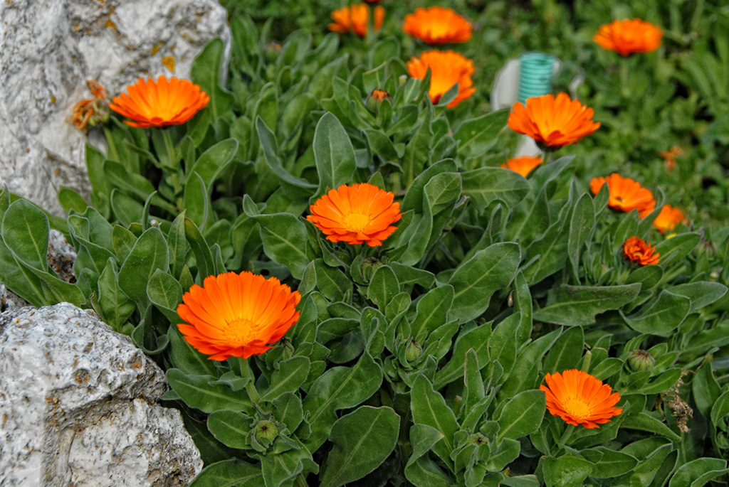 Fiori Abbazia di Pulsano