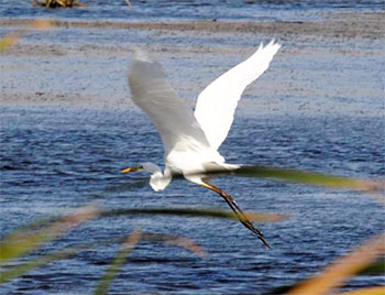 Airone Oasi Lago Salso