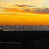 Alba e stormo di uccelli 1