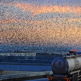 Alba e stormo di uccelli 4