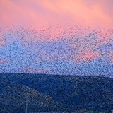 Alba e stormo di uccelli 5
