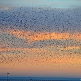 Alba e stormo di uccelli 6