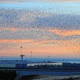 Alba e stormo di uccelli 7