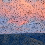 Alba e stormo di uccelli 8
