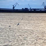 manfredonia_pennellate_di_colori_foto_018