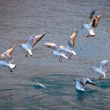 manfredonia_pennellate_di_colori_foto_022