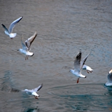 manfredonia_pennellate_di_colori_foto_023