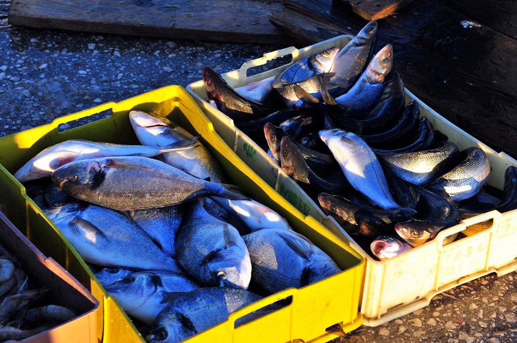 pescato porto di manfredonia