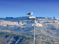 Gabbiano