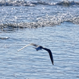 spiaggia_di_siponto_foto_001