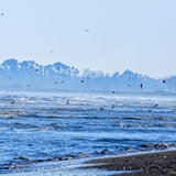 spiaggia_di_siponto_foto_006
