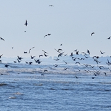 spiaggia_di_siponto_foto_008