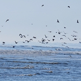 spiaggia_di_siponto_foto_009
