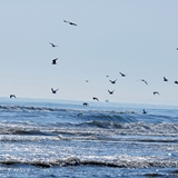 spiaggia_di_siponto_foto_010