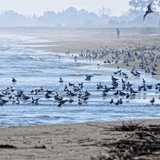 spiaggia_di_siponto_foto_011