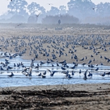 spiaggia_di_siponto_foto_012