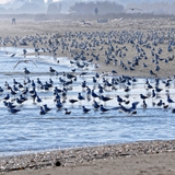 spiaggia_di_siponto_foto_013