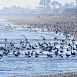 spiaggia_di_siponto_foto_014
