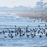 spiaggia_di_siponto_foto_015