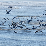 spiaggia_di_siponto_foto_016
