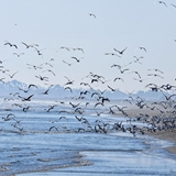 spiaggia_di_siponto_foto_017