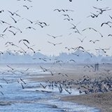 spiaggia_di_siponto_foto_019