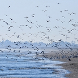 spiaggia_di_siponto_foto_021