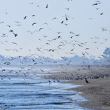 spiaggia_di_siponto_foto_022
