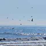 spiaggia_di_siponto_foto_023