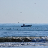 spiaggia_di_siponto_foto_024