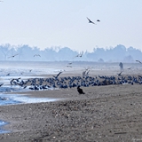 spiaggia_di_siponto_foto_025