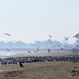 spiaggia_di_siponto_foto_028