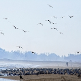 spiaggia_di_siponto_foto_030
