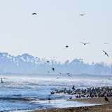 spiaggia_di_siponto_foto_031