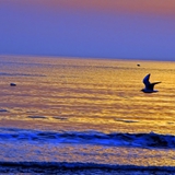 spiaggia_di_siponto_foto_037