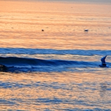 spiaggia_di_siponto_foto_038