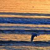 spiaggia_di_siponto_foto_039