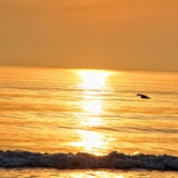 spiaggia_di_siponto_foto_042